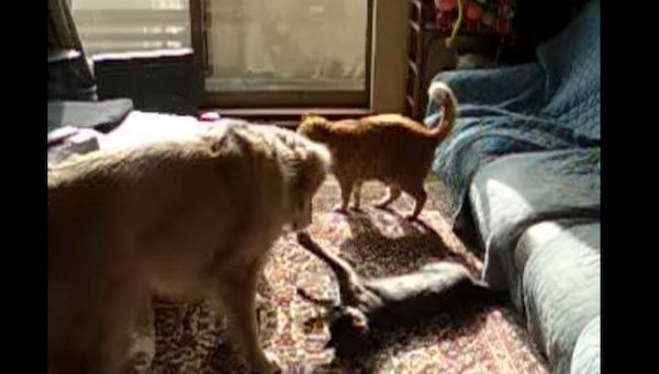 ゴールデン・レトリーバーと遊びたそうな猫