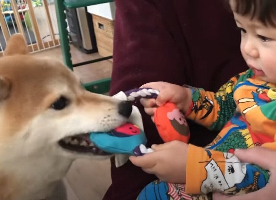 まだまだ譲れないっ 初めての引っ張りっこ遊びをする柴犬と息子くん いぬのきもちweb Magazine