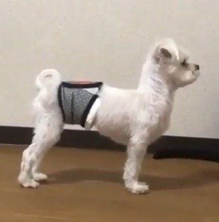 パパの帰りを待つ、ちゅーぶくん