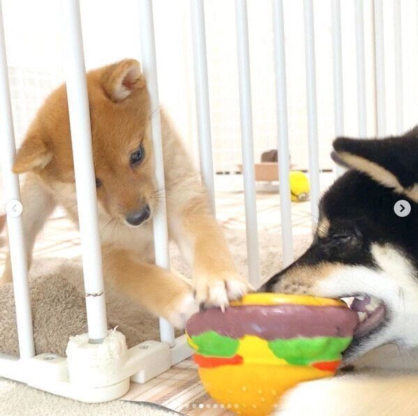 おもちゃを奪い合うあさちゃん、のんちゃん