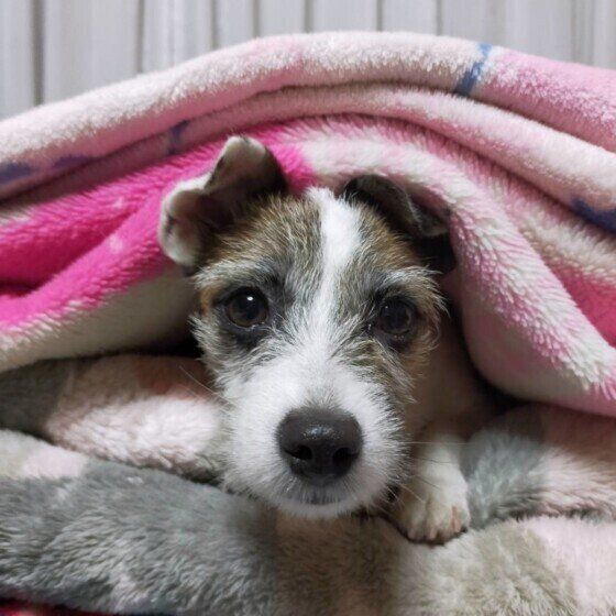 毛布を3枚使うジャック・ラッセル・テリアのランちゃん