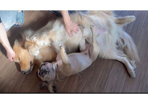 なでられるぽち丸くんを見て、アピールするぷー助くん