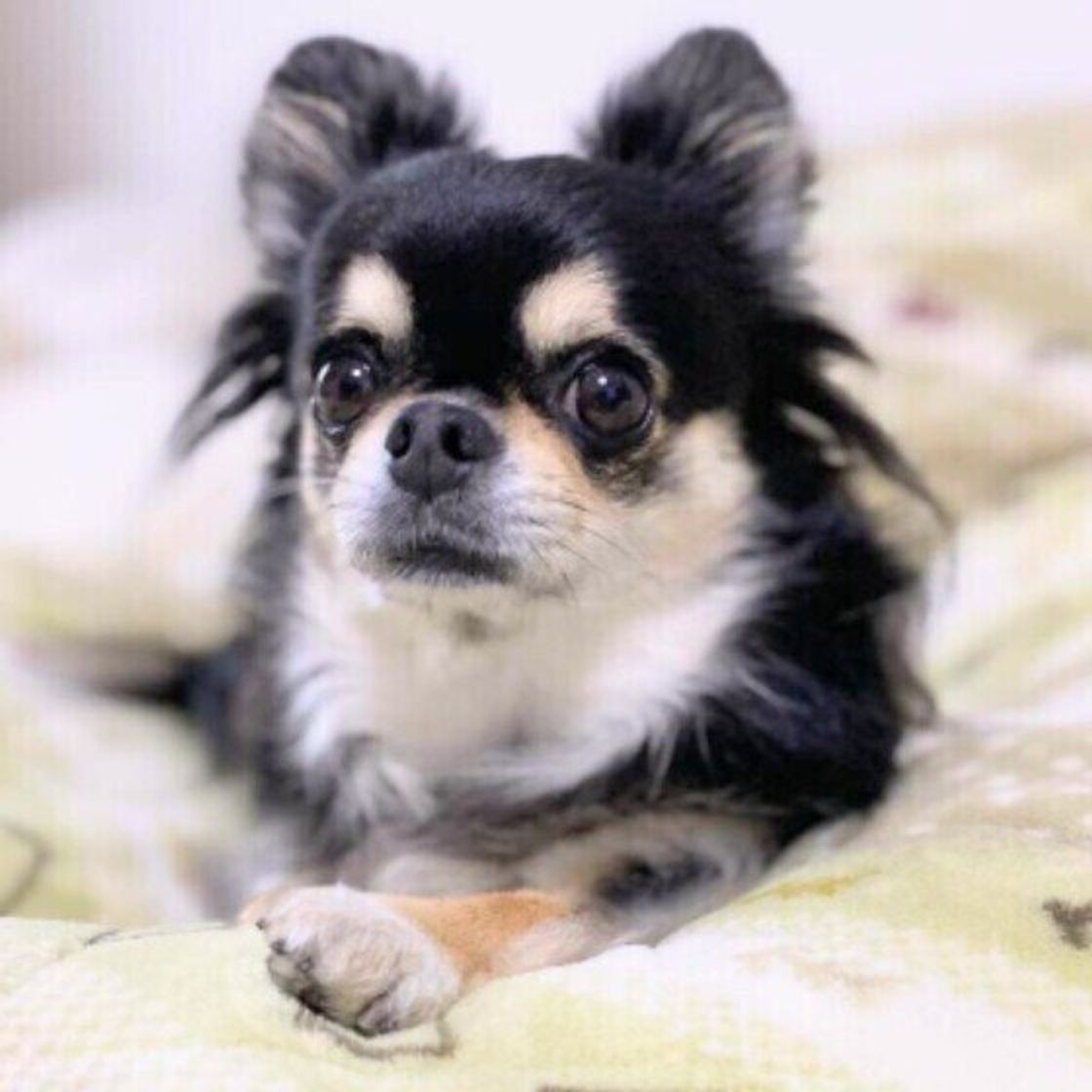 犬の快適な寝場所 を確保するための注意点とは 犬の睡眠時 留守番時の暑さ対策 いぬのきもちweb Magazine 犬の快適な寝場所 を確保するための注意点とは 犬の睡眠時 留守番時の暑さ対策 いぬのきもちweb Magazine