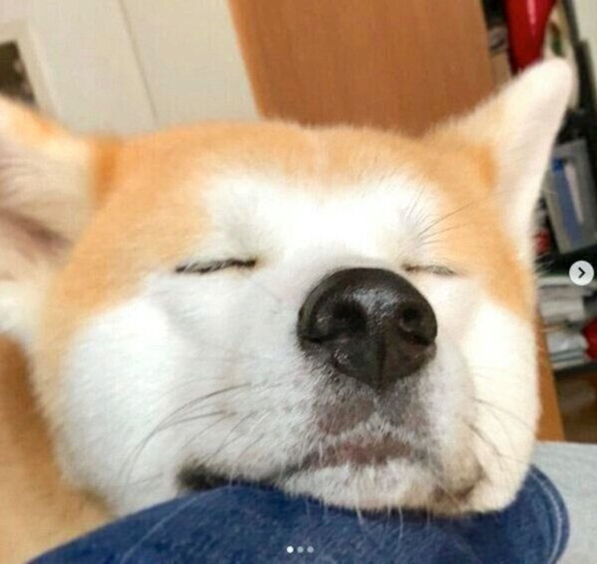 家族思いな秋田犬の行動に癒される 可愛い アゴ乗せ エピソードの数々にほっこり いぬのきもちweb Magazine 家族思いな秋田犬の行動に癒される 可愛い アゴ乗せ エピソードの数々にほっこり いぬのきもちweb Magazine