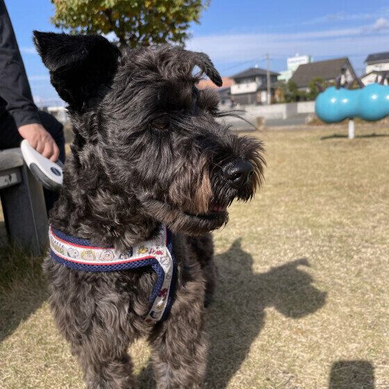 ミニチュア・シュナウザーのカイくん
