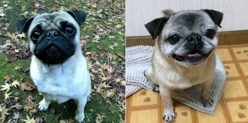 パグのめーちゃん