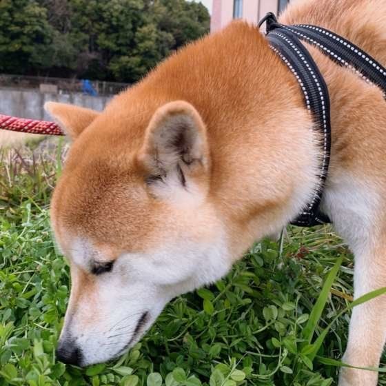 お散歩中の柴犬