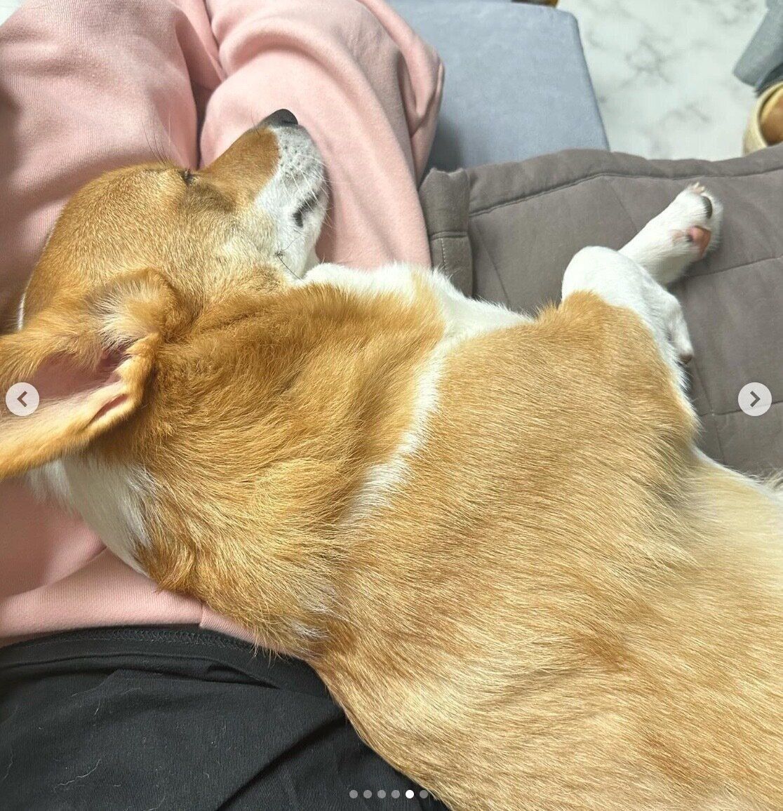 飼い主さんに甘えるちくわくん