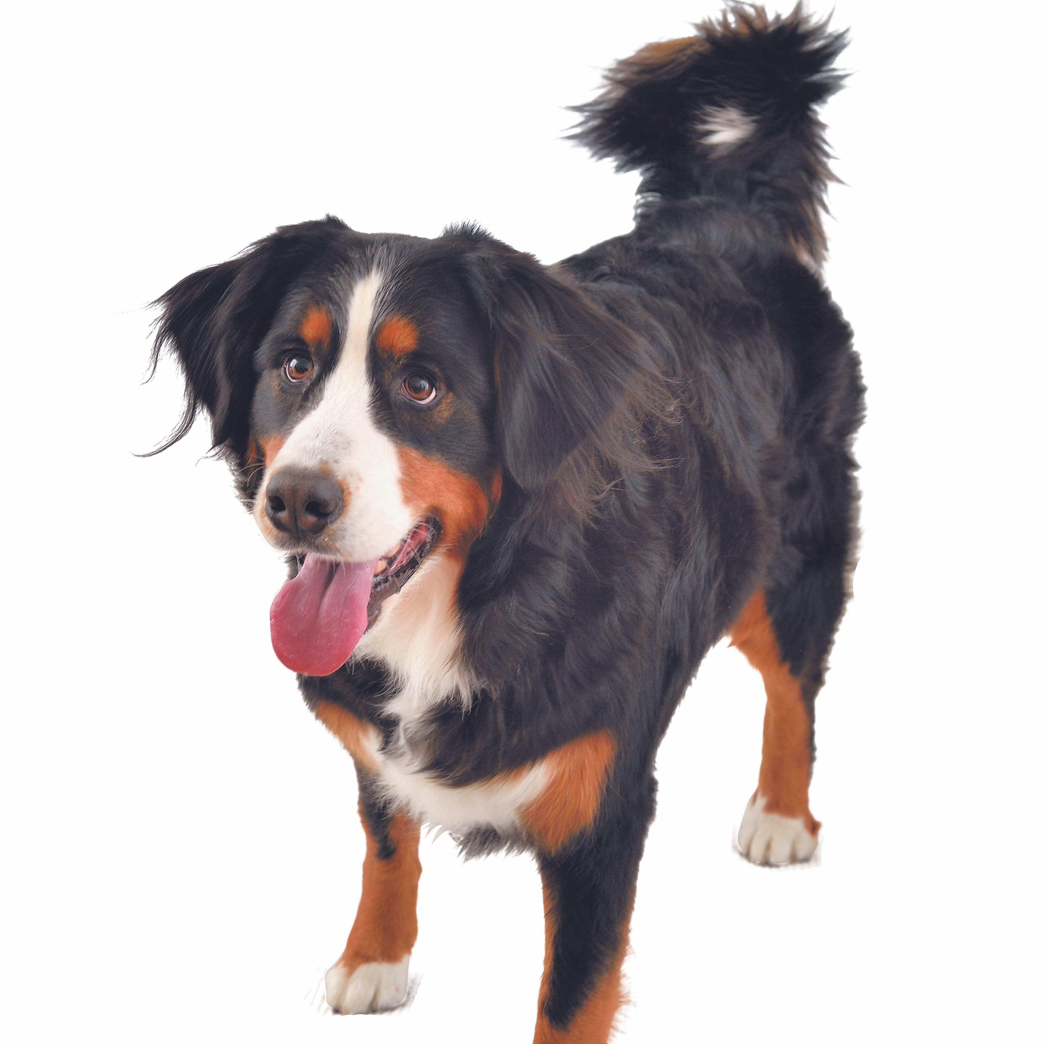 筋肉質な体とトライカラーが特徴