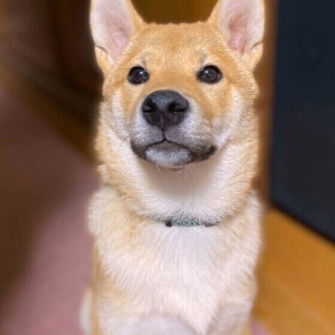 犬の去勢手術 費用の相場は 助成金 補助金が活用できる地域も いぬのきもちweb Magazine 犬の去勢手術 費用の相場は 助成金 補助金が活用できる地域も いぬのきもちweb Magazine
