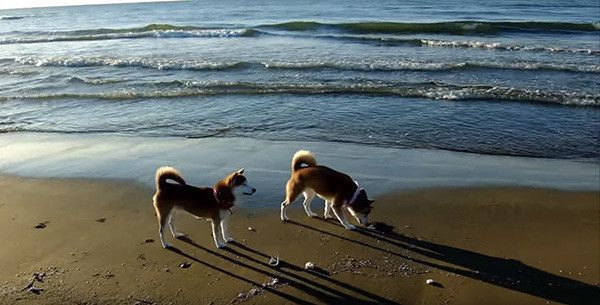 海辺を散歩する柴犬