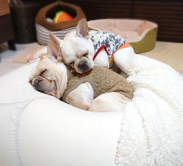 寄り添うボブくん・イブちゃん