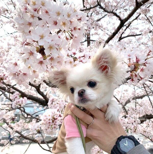 お散歩を楽しむとろろちゃん