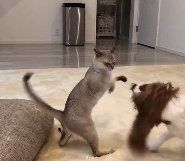 キャバリアとシンガプーラ