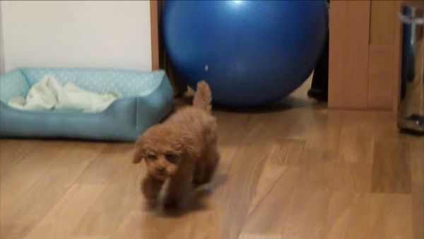 バランスボール