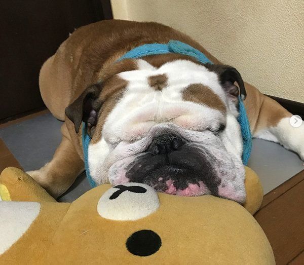 眠るブルドッグ
