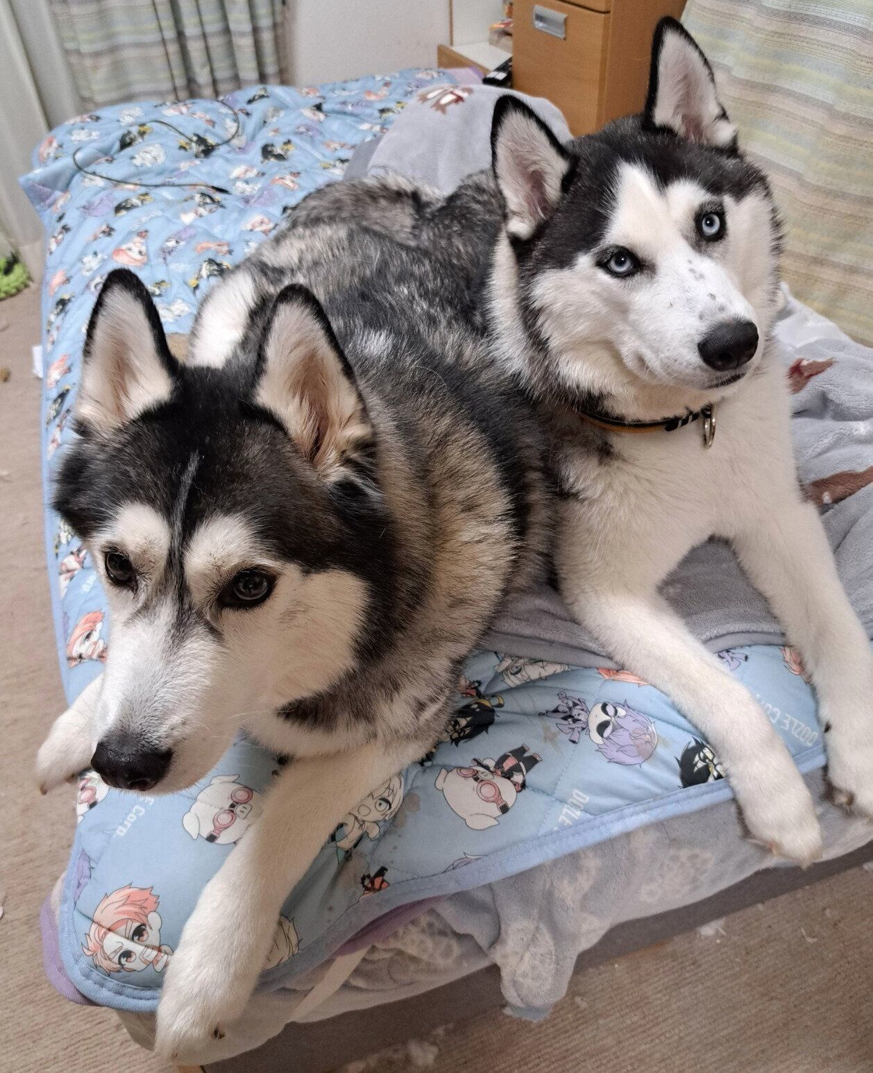 黒丸くんと、妹犬・墨流ちゃん
