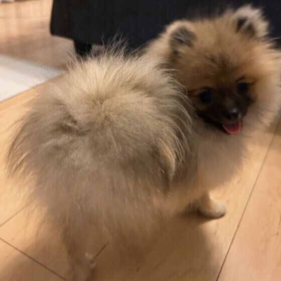 ポメラニアン　おしり