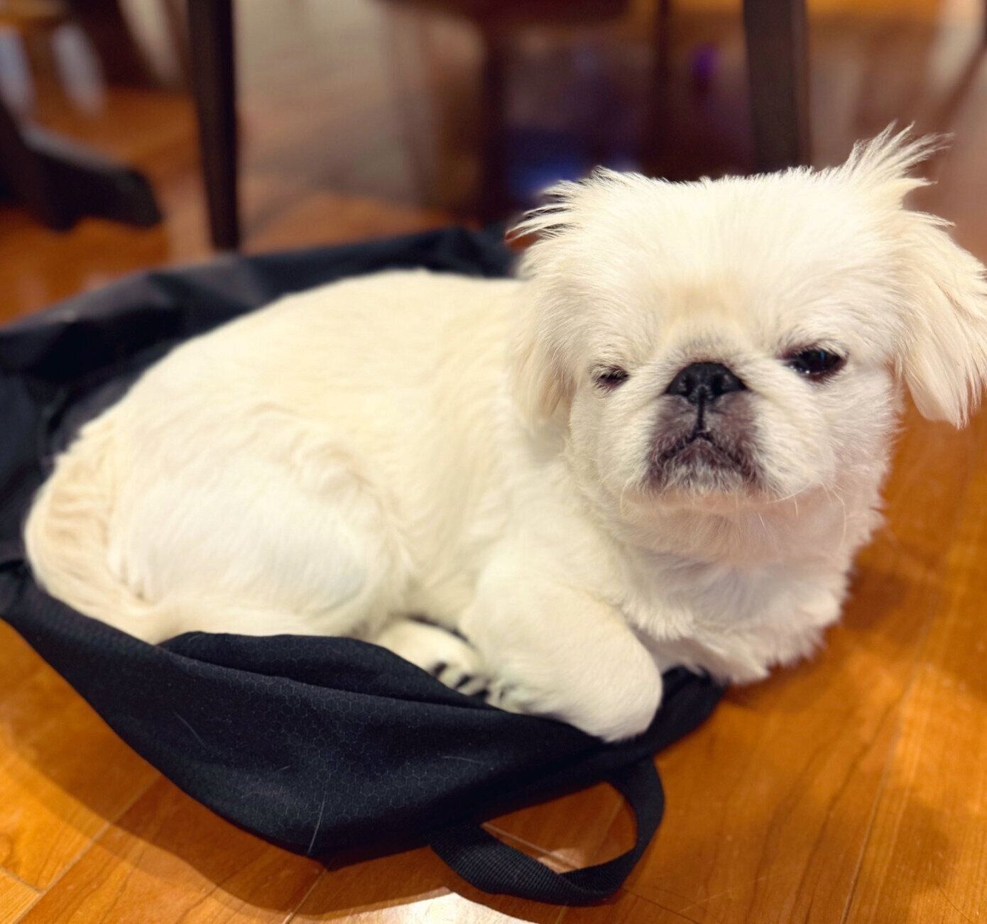 飼い主さんのリュックの上でくつろぐぺたろーくん