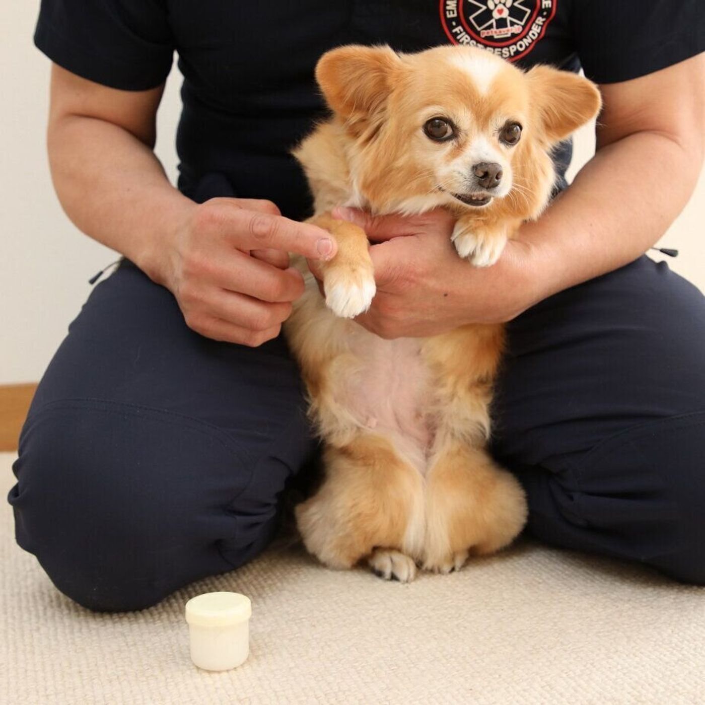 犬が散歩中にガラスの破片を踏んだ 金具にしっぽが引っかかった 犬の切り傷 にどう対応する いぬのきもちweb Magazine 犬が散歩中にガラスの破片を踏んだ 金具にしっぽが引っかかった 犬の切り傷 にどう対応する いぬのきもちweb Magazine