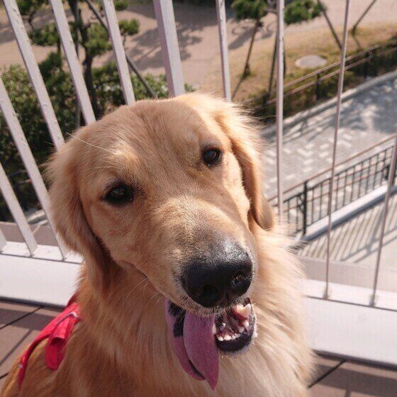 笑顔のゴールデン・レトリーバー