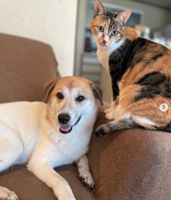 仲良しなコロちゃんとチコちゃん