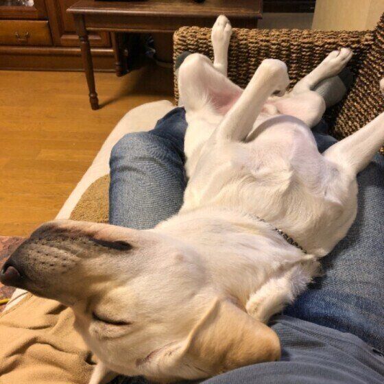 ラブラドール・レトリーバー