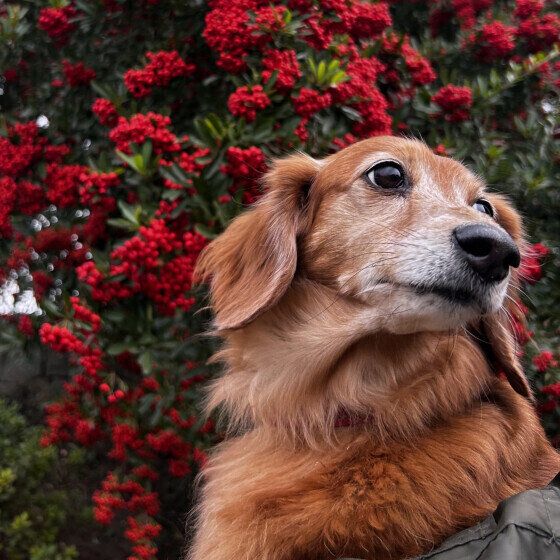 犬が老いると増えることは？ 犬の老いの変化やサインにどう向き合う？ いぬのきもち