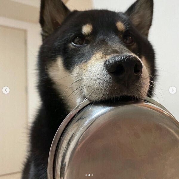 お皿をくわえてアピールするこてつくん