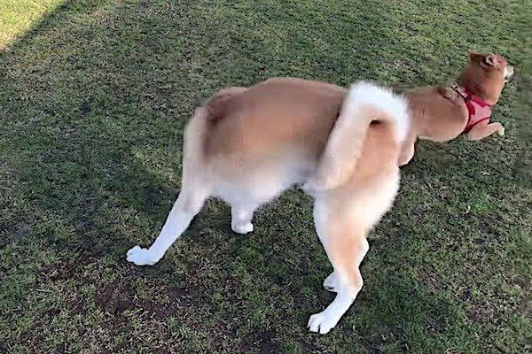 秋田犬に戦いを挑む柴犬