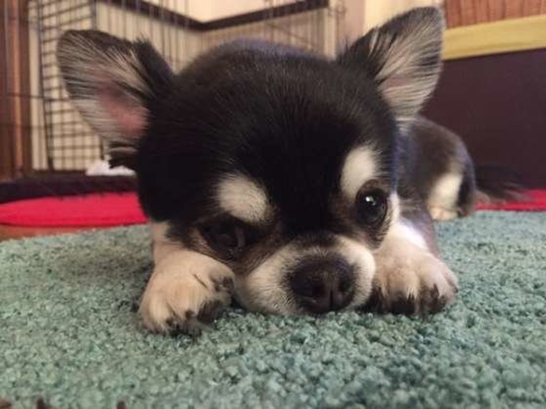 調査 飼い主さんが実感している 犬の魅力 を改めてきいてみた いぬのきもちweb Magazine 調査 飼い主さんが実感している 犬の魅力 を改めてきいてみた いぬのきもちweb Magazine