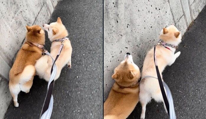 散歩中にくるみちゃんを煽る餅子ちゃん