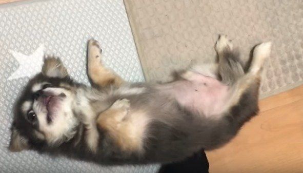 ラズおじさん　チワワ