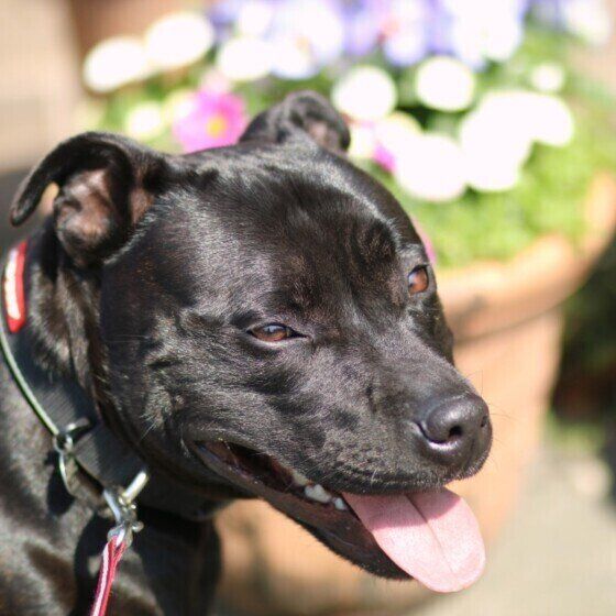 花とスタッフォードシャー・ブル・テリア