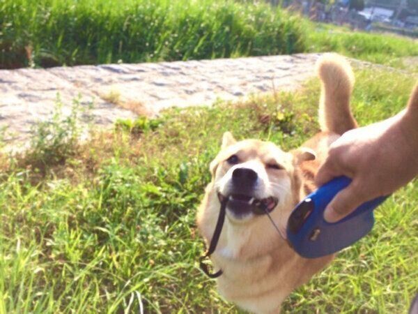 お散歩を楽しむ福くん