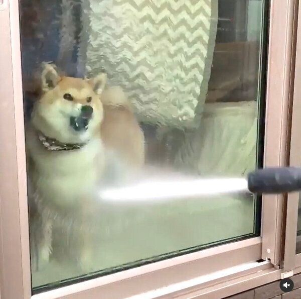 大掃除中の飼い主さんの邪魔をする味噌ちゃん