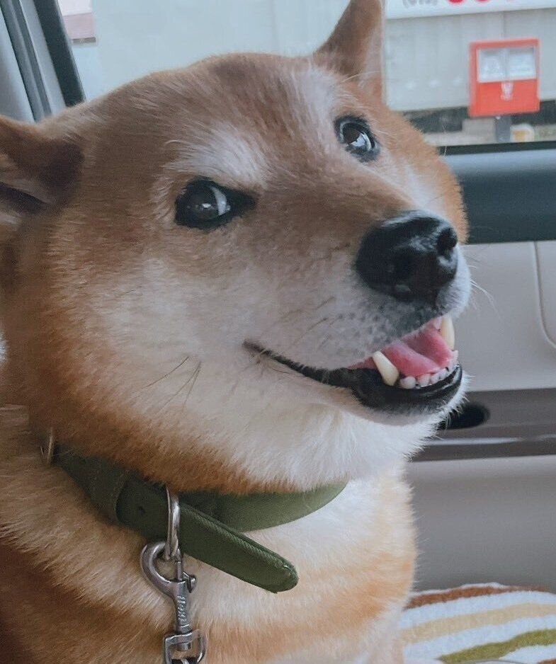 先代犬・ぽん太くん