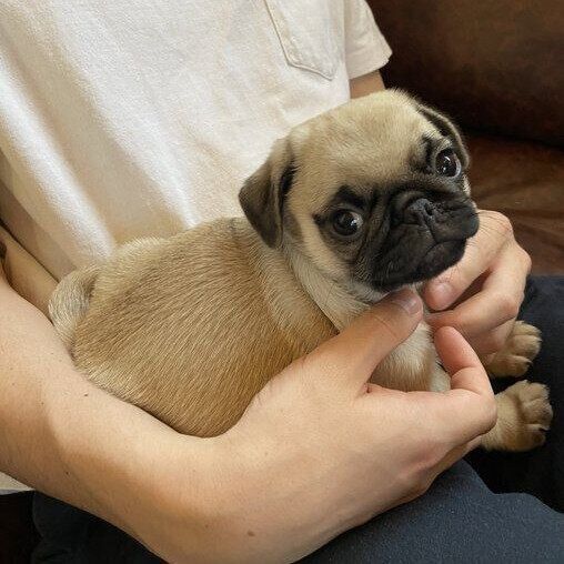 幼い頃のこむぎちゃん