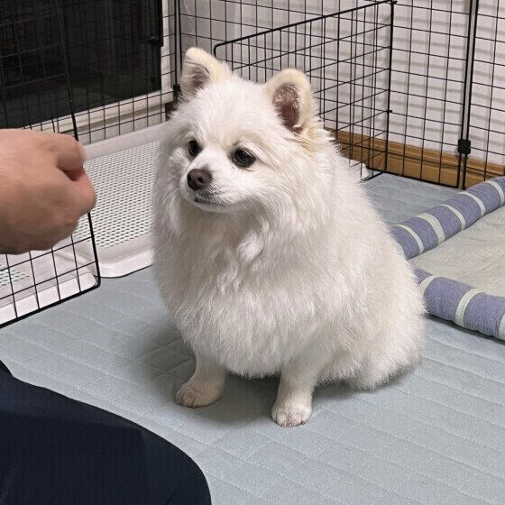 ポメラニアンのポムくん♪