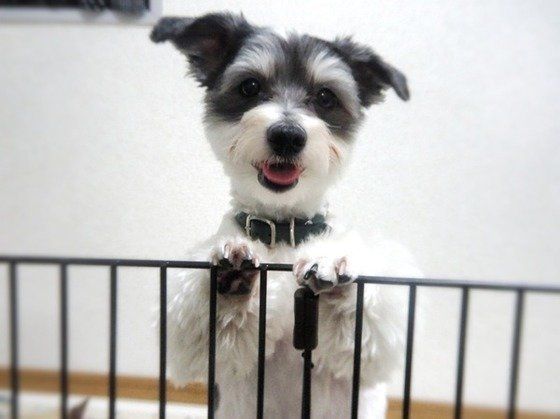 カメラ目線！MIXのハクちゃん