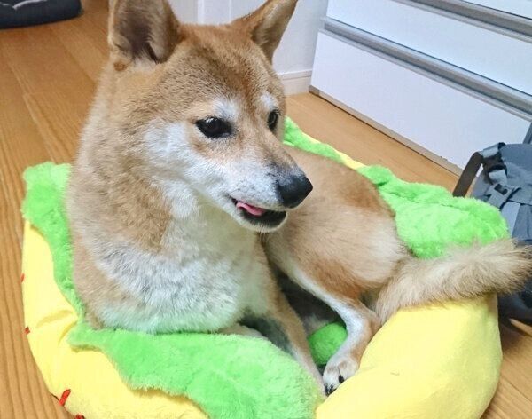 まったりするなつさん