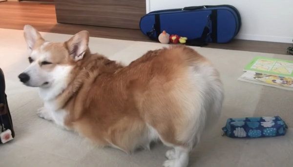 伸びをするコーギー