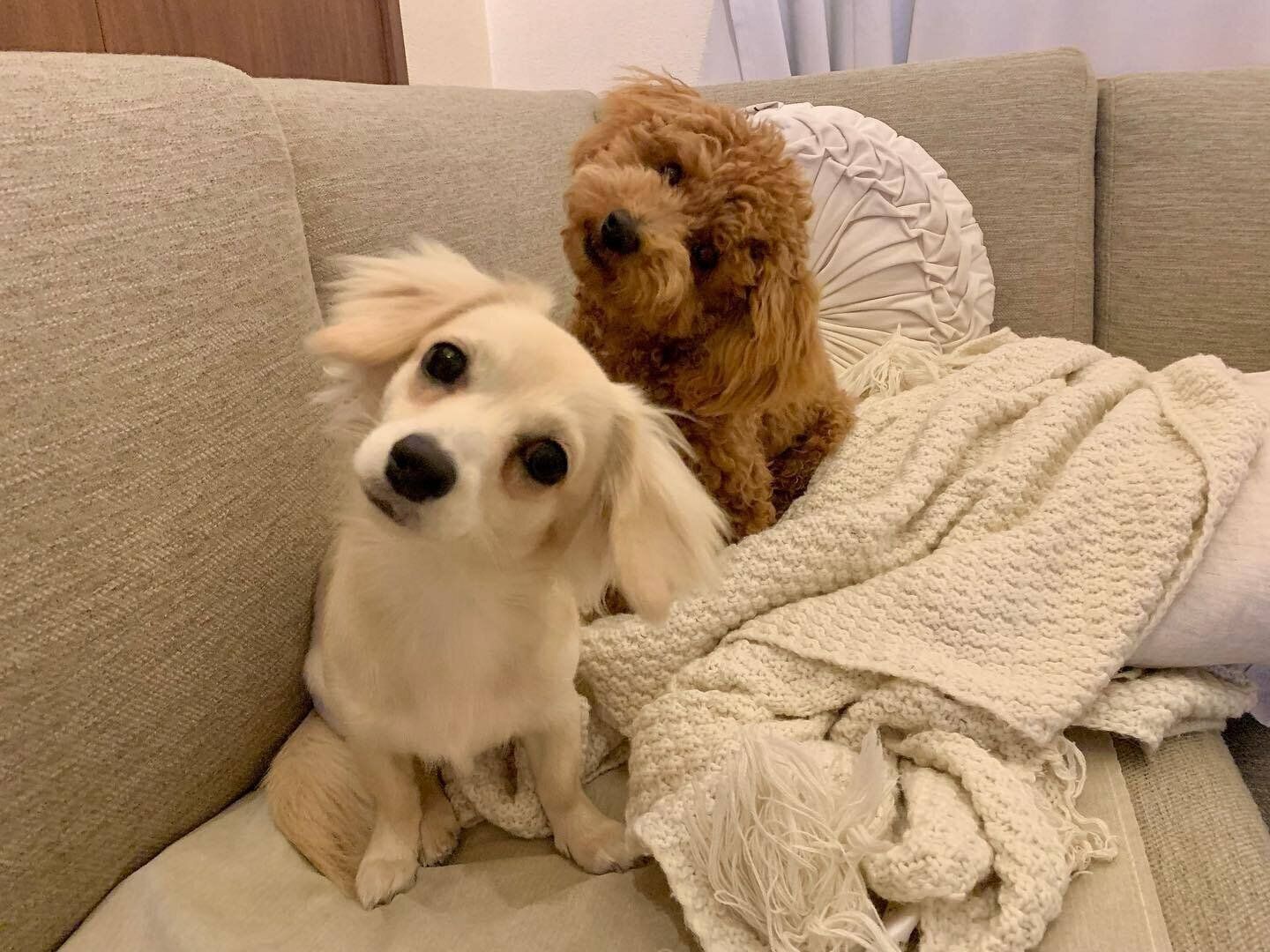 首をかしげるおこめちゃんとげんまいくん