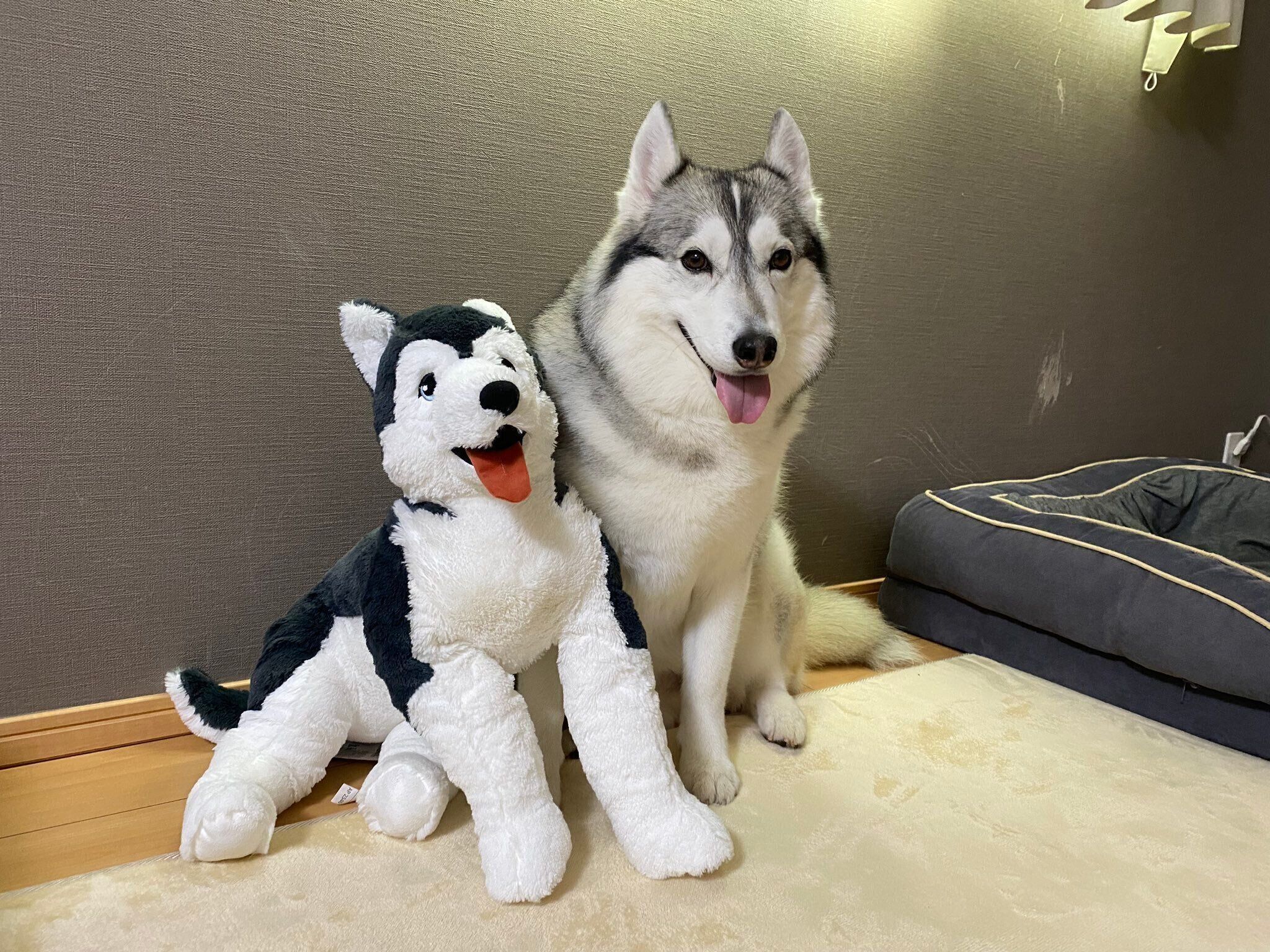 ぬいぐるみと仲良しなノンノちゃん