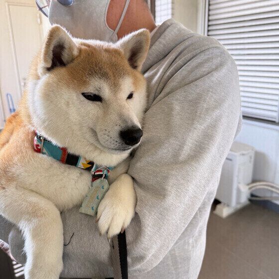 コウ パパ抱っこ好き 柴