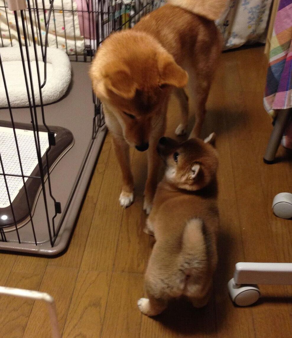 自宅で初対面したときのはるくん、先住犬・ころくん