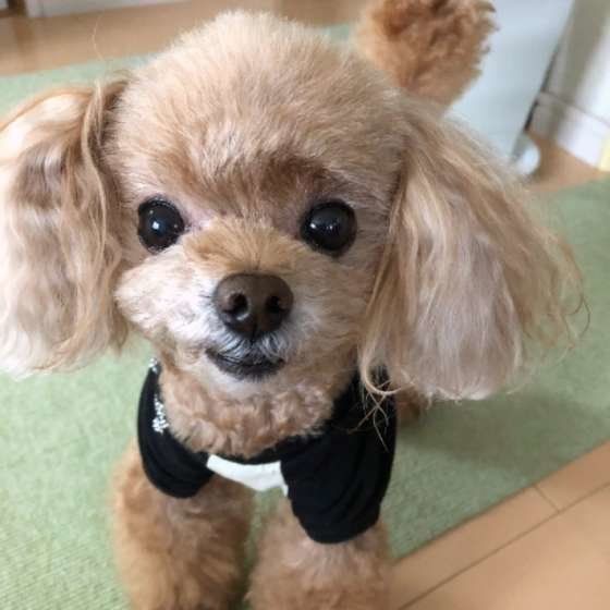 見つめるトイ・プードル