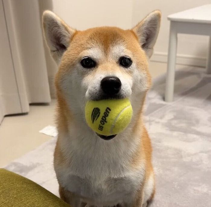 飼い主さんを出迎えるむぎちゃん