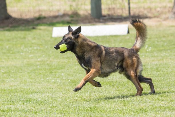 ベルジアン・シェパード・ドッグ・マリノア