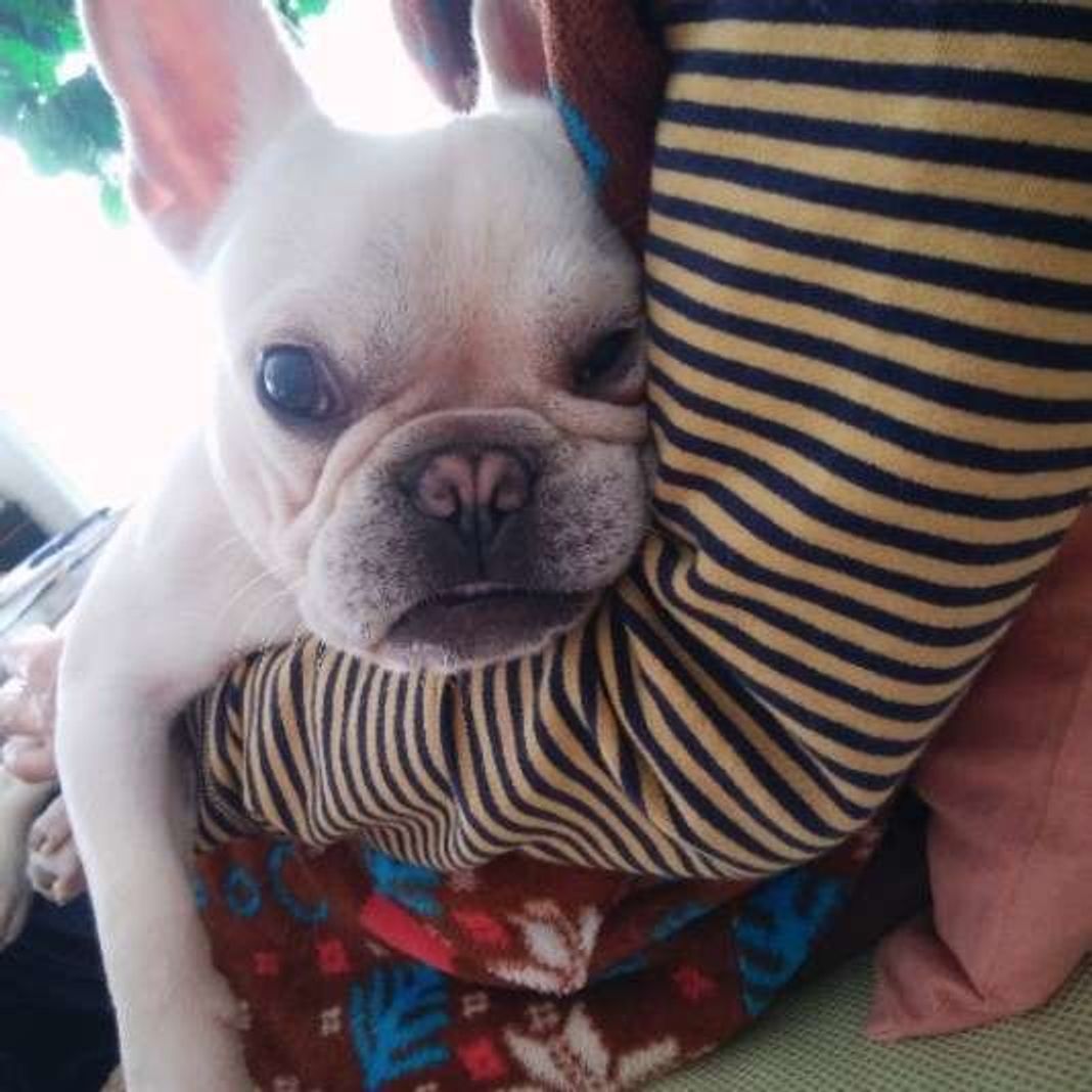 人にピタッとひっつく犬たち ひっつきたい理由がかわいすぎる いぬのきもちweb Magazine 人にピタッとひっつく犬たち ひっつきたい理由がかわいすぎる いぬのきもちweb Magazine